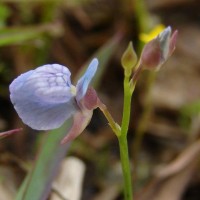 Utricularia graminifolia Vahl